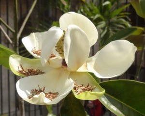 Flor_Magnolia