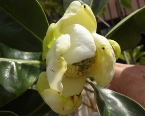 Flor_de_Magnolia