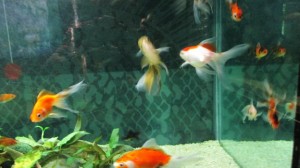 goldfishes(1)