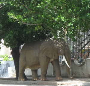 Elefante en 23 y 20 Vedado