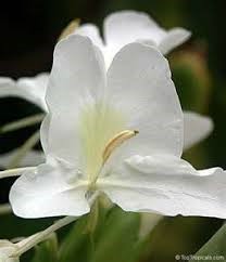 florrrrrrrrrrrrrrrrrrrr