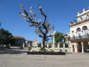 árbol en Plaza de Armas