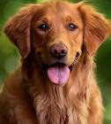 perro 1