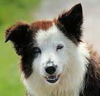 perro 2