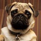 perro 3