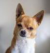 perro 4